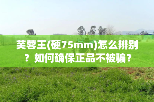 芙蓉王(硬75mm)怎么辨别？如何确保正品不被骗？